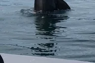 Juneau Whale Watching Tour thumbnail 5