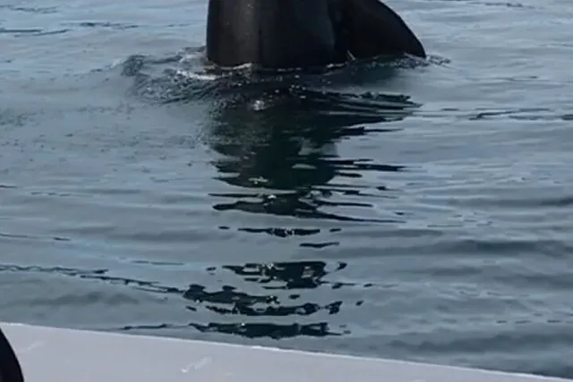 Juneau Whale Watching Tour - Image 5
