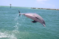 Sarasota Parasailing Adventure thumbnail 4