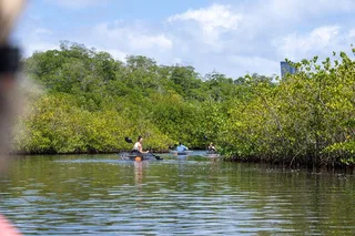 North Miami Beach Clear Kayak Tour in Mangrove Tunnels