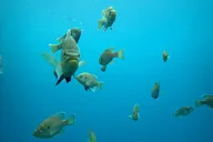 Blue Grotto Scuba Dive in Kings Bay thumbnail 6