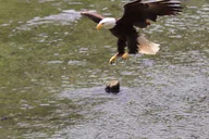Ketchikan Alaska Native Cultural and Wildlife Tour 3 hr thumbnail 6