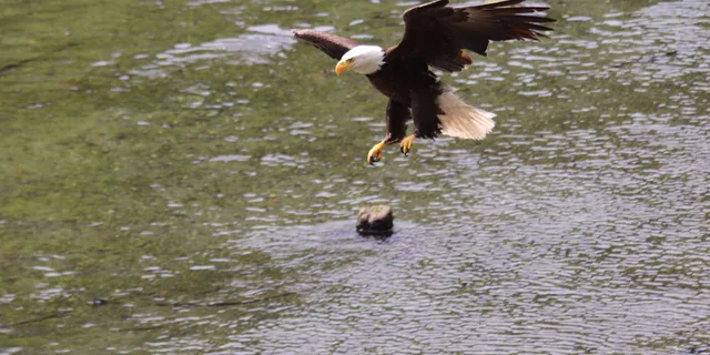 Ketchikan Alaska Native Cultural and Wildlife Tour 3 hr - Image 6