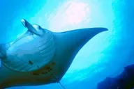 Kailua-Kona Manta Ray Snorkeling and Sunset Cruise thumbnail 4