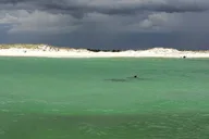Destin Dolphin Sightseeing Boat Tour thumbnail 5