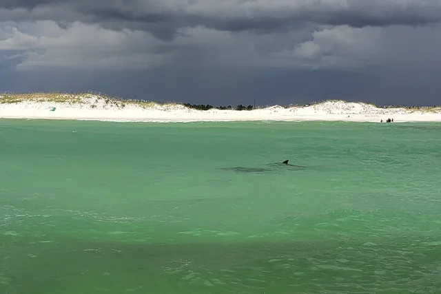 Destin Dolphin Sightseeing Boat Tour - Image 5