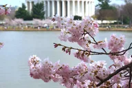 Washington DC Monuments and Cherry Blossom Tour thumbnail 1