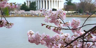 Washington DC Monuments and Cherry Blossom Tour