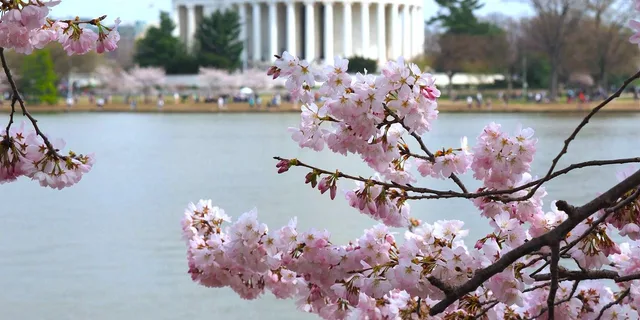 Washington DC Monuments and Cherry Blossom Tour - Image 1