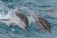 Myrtle Beach Dolphin & Sealife Cruise thumbnail 3