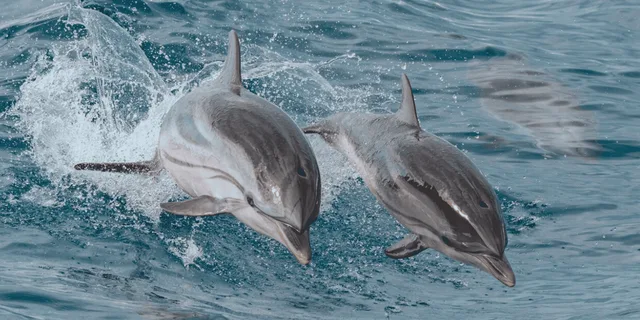 Myrtle Beach Dolphin & Sealife Cruise - Image 3