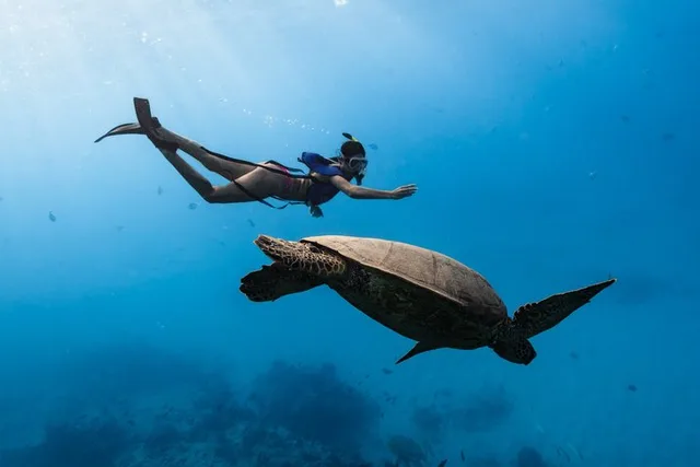 Waikiki Turtle Canyon Snorkel Tour - Image 2