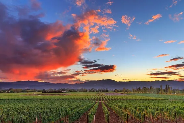 Sonoma Redwoods and Wine Country Tour - Image 5